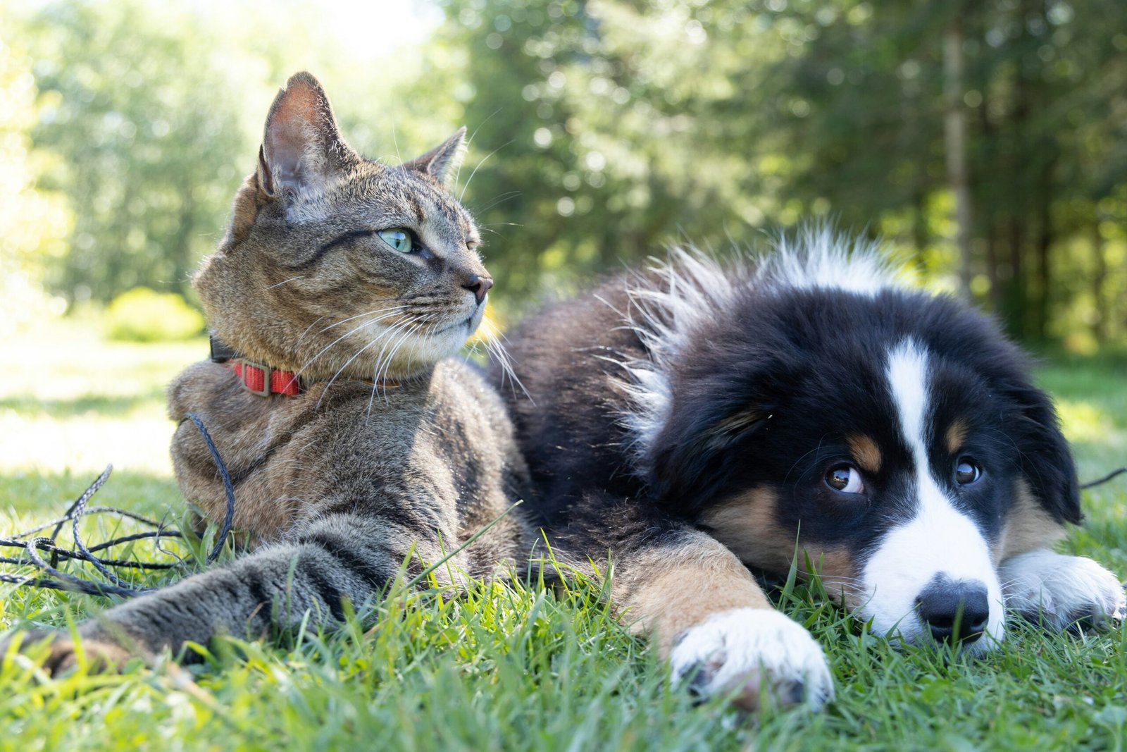 cão e gato