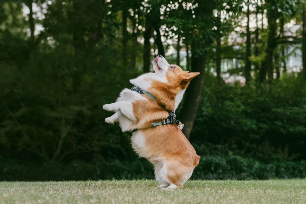 cão fazendo exercícios físicos